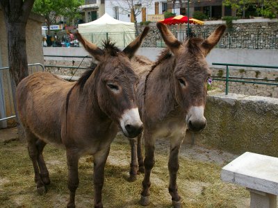 Fête de l'âne et des animaux de la ferme