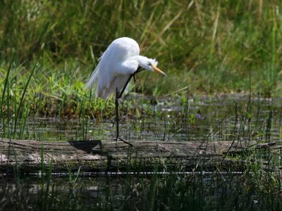 Conférence - Evolution des population d'oiseaux