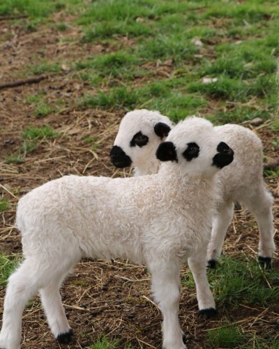 Journée tonte des moutons au Parc Animalier