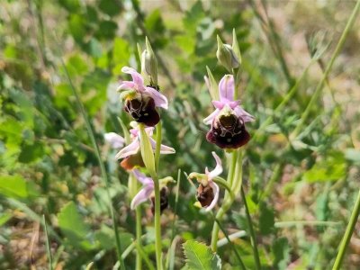 Balade découverte des orchidées sauvages