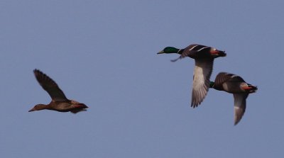 Balade nature oiseaux