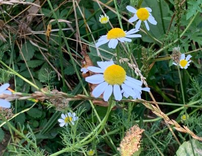 Sortie Nature : Cueillette et herborisation