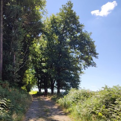 GR®de Pays Monts et Barrages en Limousin – Boucle Entre Combade et Briance – Variante d’Eymoutiers - Étape 4 - Châteauneuf-la-Forêt à Eymoutiers