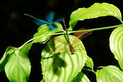 Mares du Haut Chemin