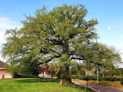 Circuit entre rivière et forêt dans le Pays de la Nied