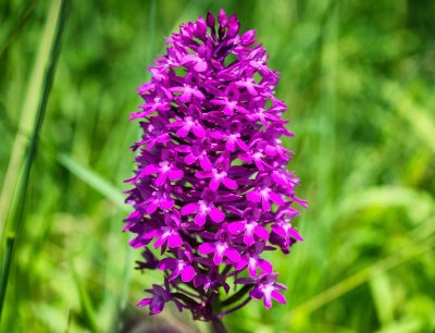 Sortie nature "A la recherche des orchidées sauvages"