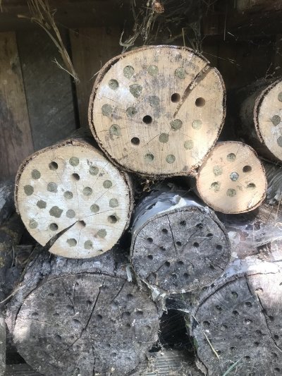 Les pollinisateurs sauvages