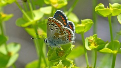 Sortie nature : À la découverte des papillons