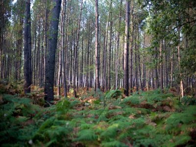 Balade littéraire - Sur le sable de la forêt landaise
