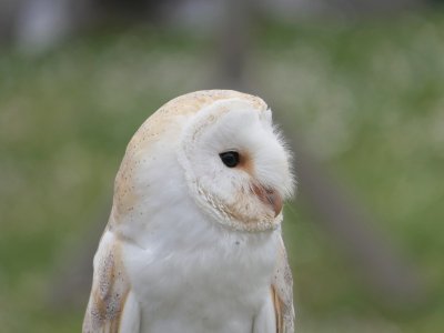 Sortie Natura 2000 : sur les terres des Rapaces Diurnes
