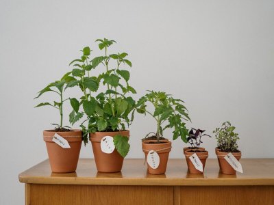 Foire aux plantes