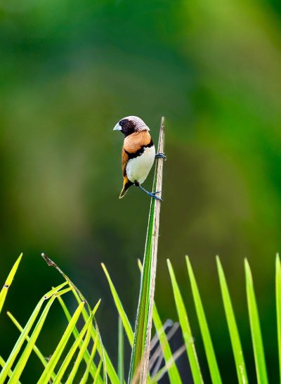 Initiation aux chants d'oiseaux, à la réserve de biodiversité d'Argentat