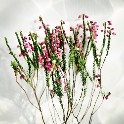 BALADE PLANTES MÉDICINALES ET COMESTIBLES