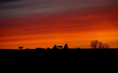 EXPOSITION PHOTOS - LOZÈRE, DANS L'INTIMITÉ DE LA VIE SAUVAGE