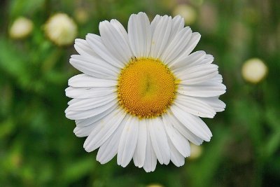 Marche gourmande: La Marguerite de Loubéjac