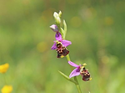 Safari orchidées