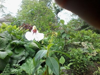 Jardin Hydrangéas et Cie