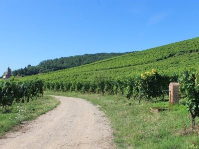 Circuit A l'assaut du château de Kintzheim par la route forestière de l'Etang