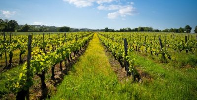 Les portes ouvertes de Montagne-Saint-Emilion