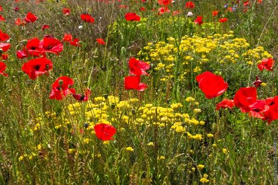 LE PRINTEMPS EN FOLIE