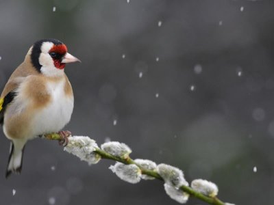 Conférence - Les oiseaux, ces super-héros !