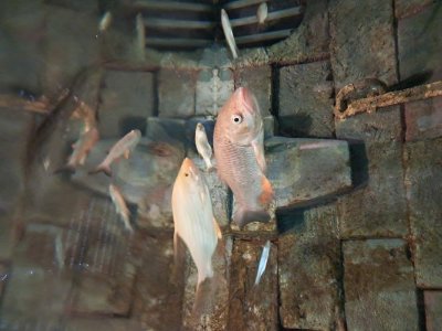 Exposition Les Grands Migrateurs de Loire