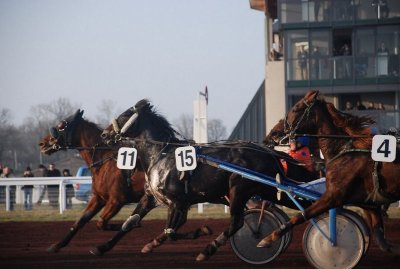 Courses hippiques - Mai 2026