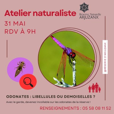 Exposition "Rêverie fauniques" - Réserve Naturelle Nationale D'Arjuzanx