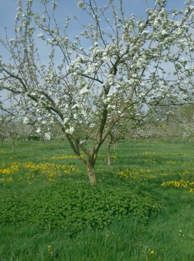 Vergers des fruits anciens Etouars et Soudat