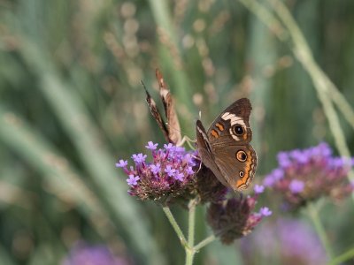 A la découverte des papillons