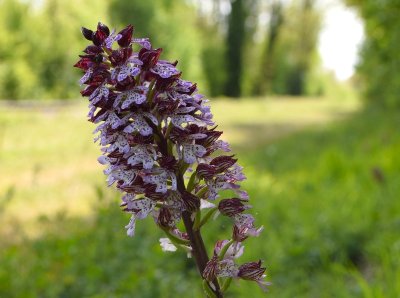 Rendez-vous Nature : le monde des orchidées