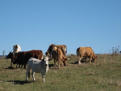 TRANSHUMANCE EN PAYS DE SAULT