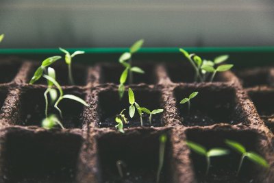 MARCHÉ DE PRINTEMPS- TROC DE GRAINES ET PLANTS