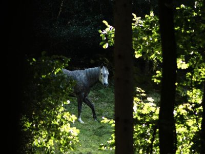 Fête du cheval à Équivallée