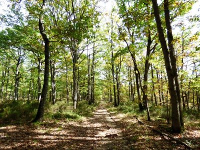 Massif forestier de Choeurs-Bommiers