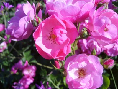 Rendez-vous aux jardins au Jardin de Mireille