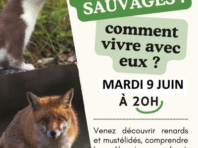 Conférence petits prédateurs sauvages