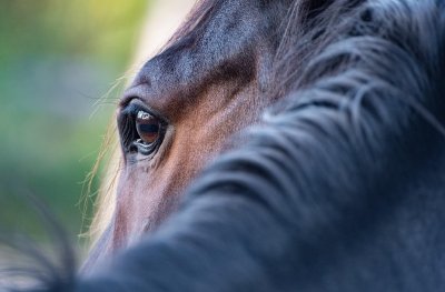 Grand Régional de Tourisme Equestre