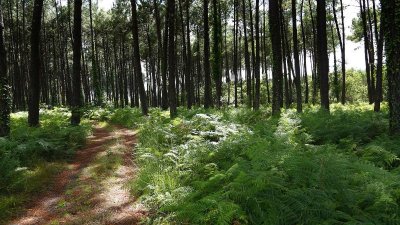 Balade à la découverte de la forêt