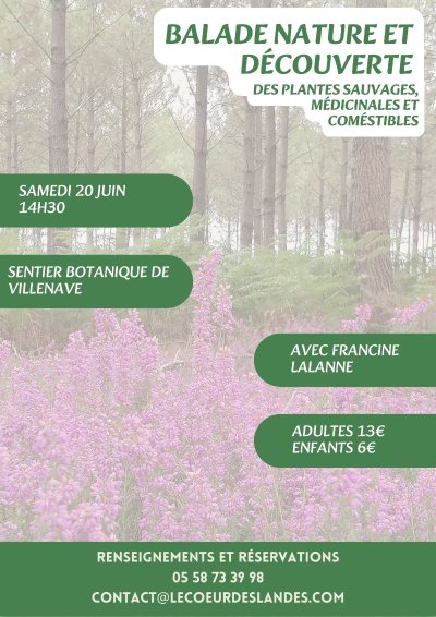 A la découverte des plantes sauvages, médicinales et comestibles avec Francine