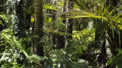 Nuits des Forêts : "Forêts d'ici et d'ailleurs"