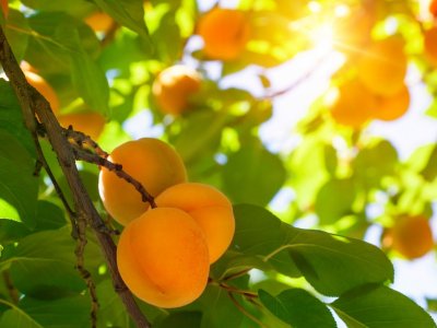 FÊTE DE L’ÉTANG ET DU DÉVELOPPEMENT DURABLE