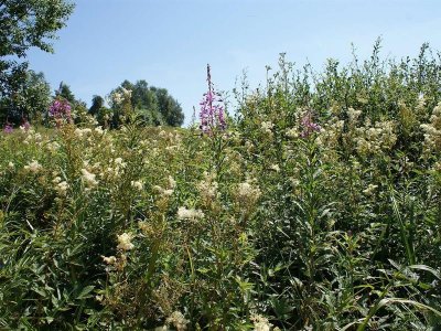 Sentiers Plaisir : Ces plantes qui me parlent …