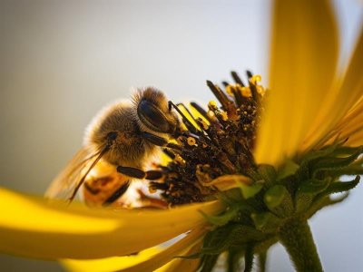 Balade autour des plantes