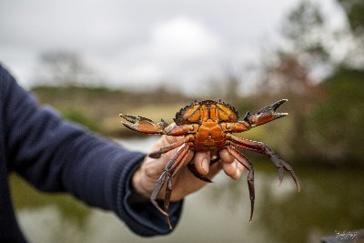 Pêche aux crabes