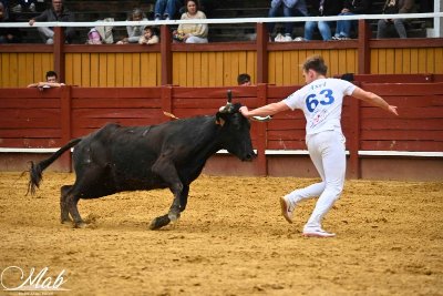 Concours de cocardes Master du Pesqué