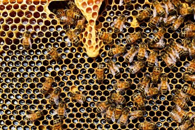 EXPOSITION : NUMA BASTIDE 2026 – LA PASSION DE L'APICULTURE