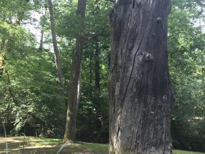 Célébrons le soleil, une invitation à la lumière et à la vitalité