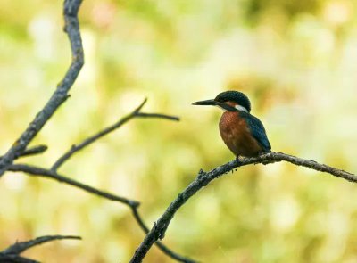 Balade faune au lac de Bannac à Laramière avec Anthony Vieillard