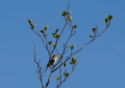 Balade nature : Symphonie des oiseaux